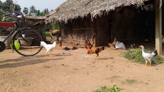 A rural scene with several chickens walking around a dirt courtyard in front of a thatched-roof hut. A bicycle is parked on the left side, and a goat is tied near the hut. The background features palm trees, and there is a bright, sunny atmosphere.