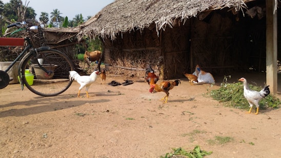 A rustic farm scene showing free-range country chickens roaming under the warm sunlight.