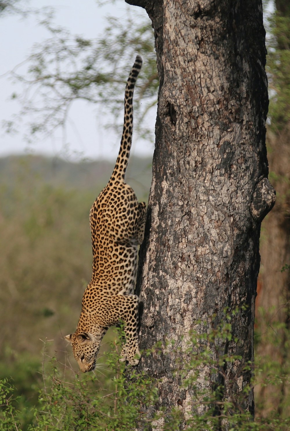 loepard climbing down on tree during daytime