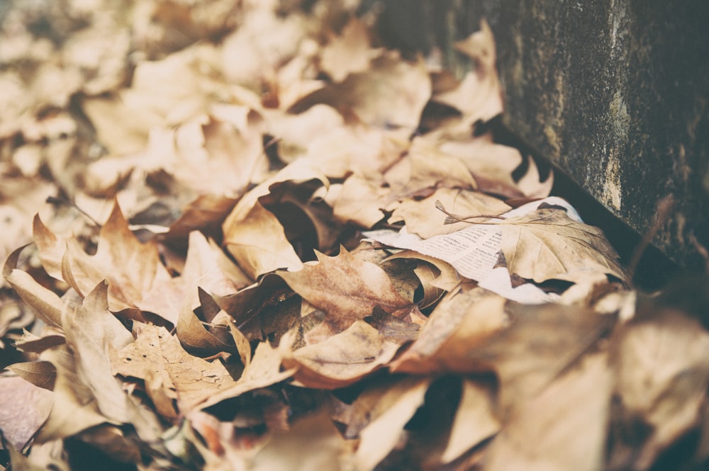 closeup photo of dried leaves