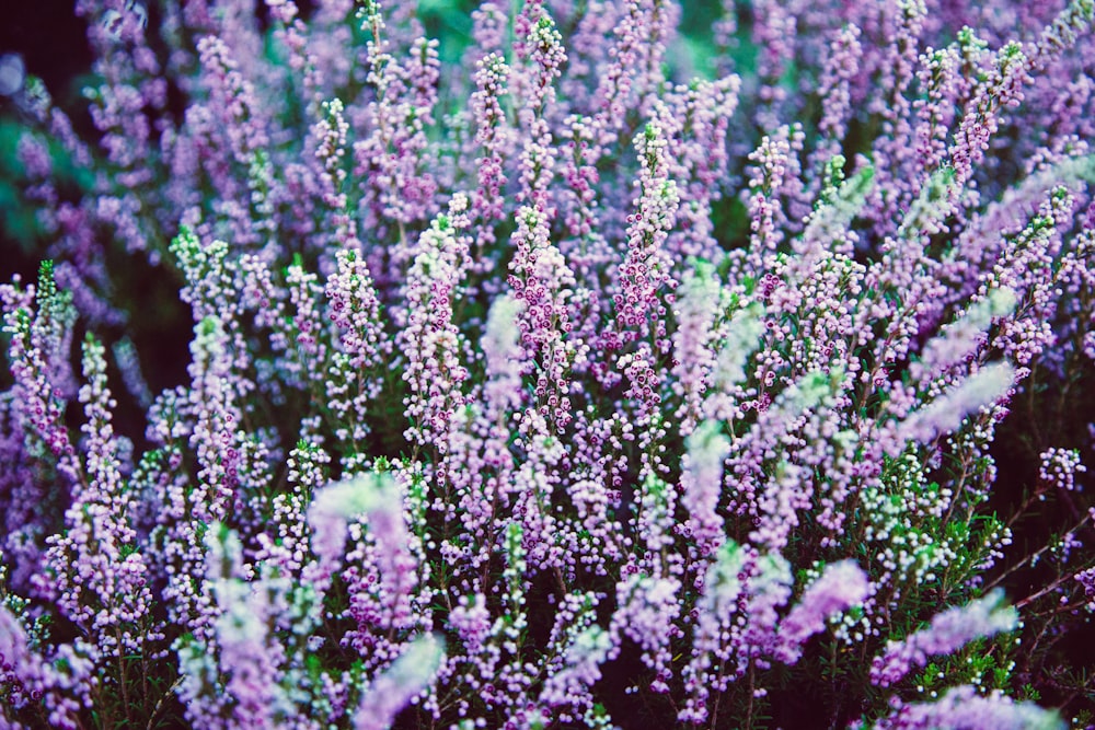 purple flower field during daytime