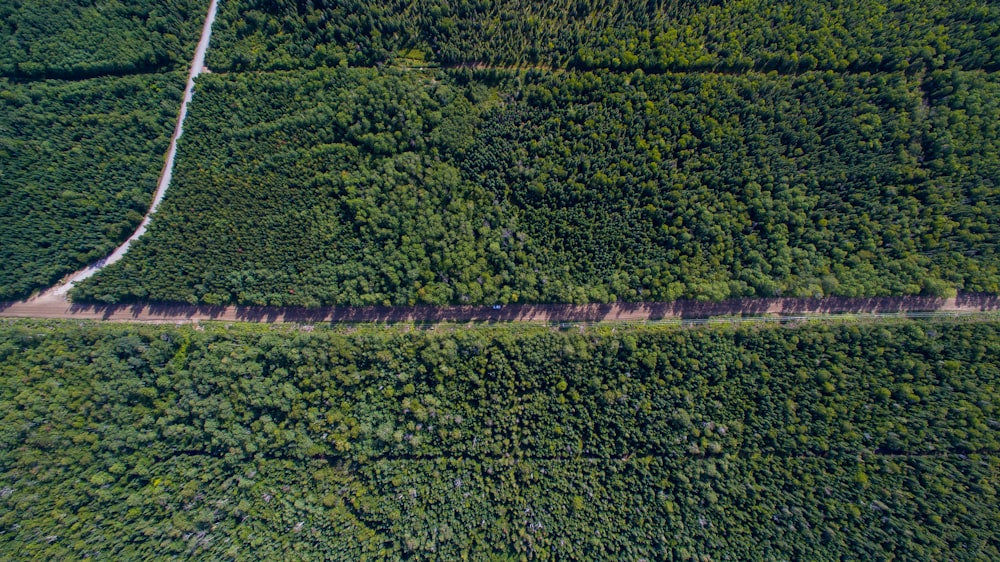 aerial photography of road between green trees