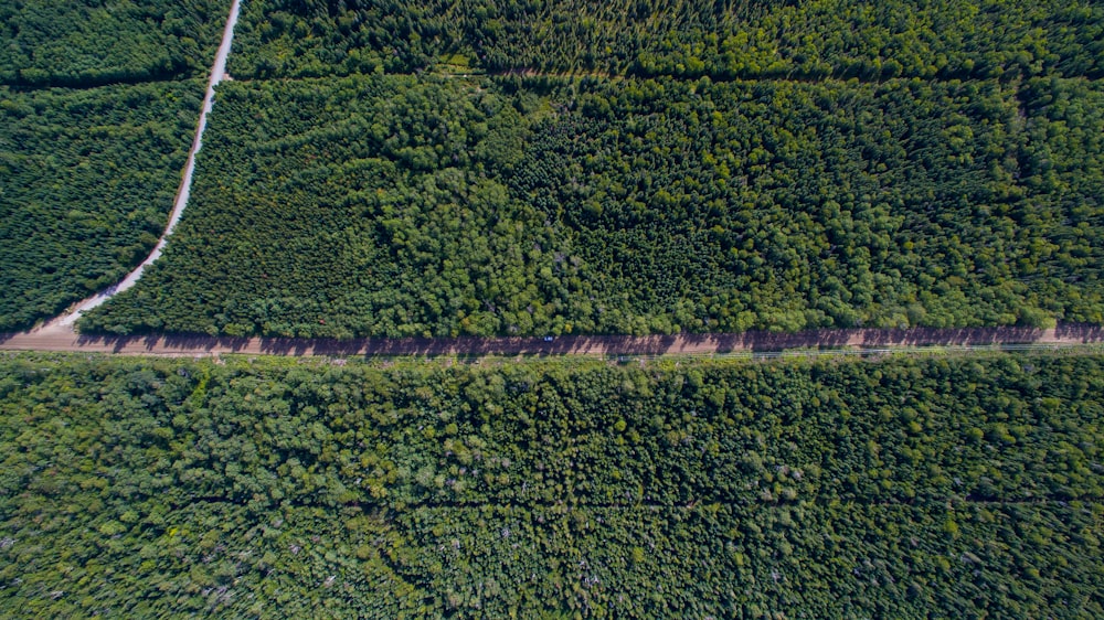 Photographie aérienne d’une route entre des arbres verts