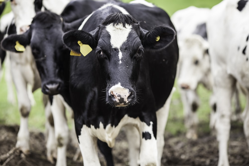 selective focus photography of cow