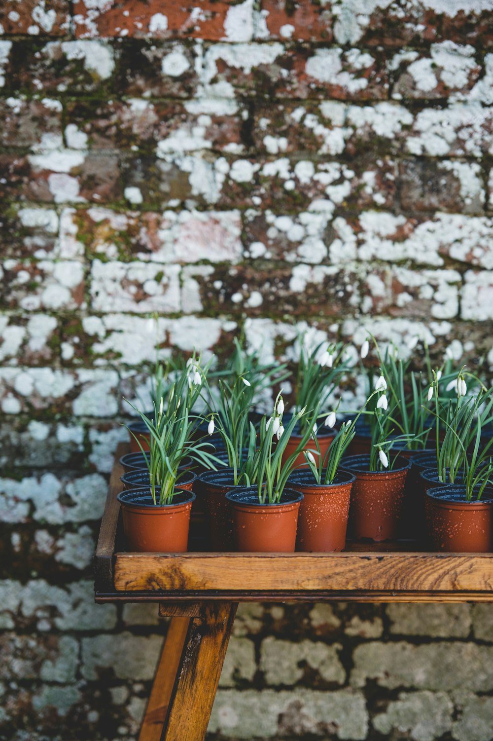 green leafed plants in pot placed on table