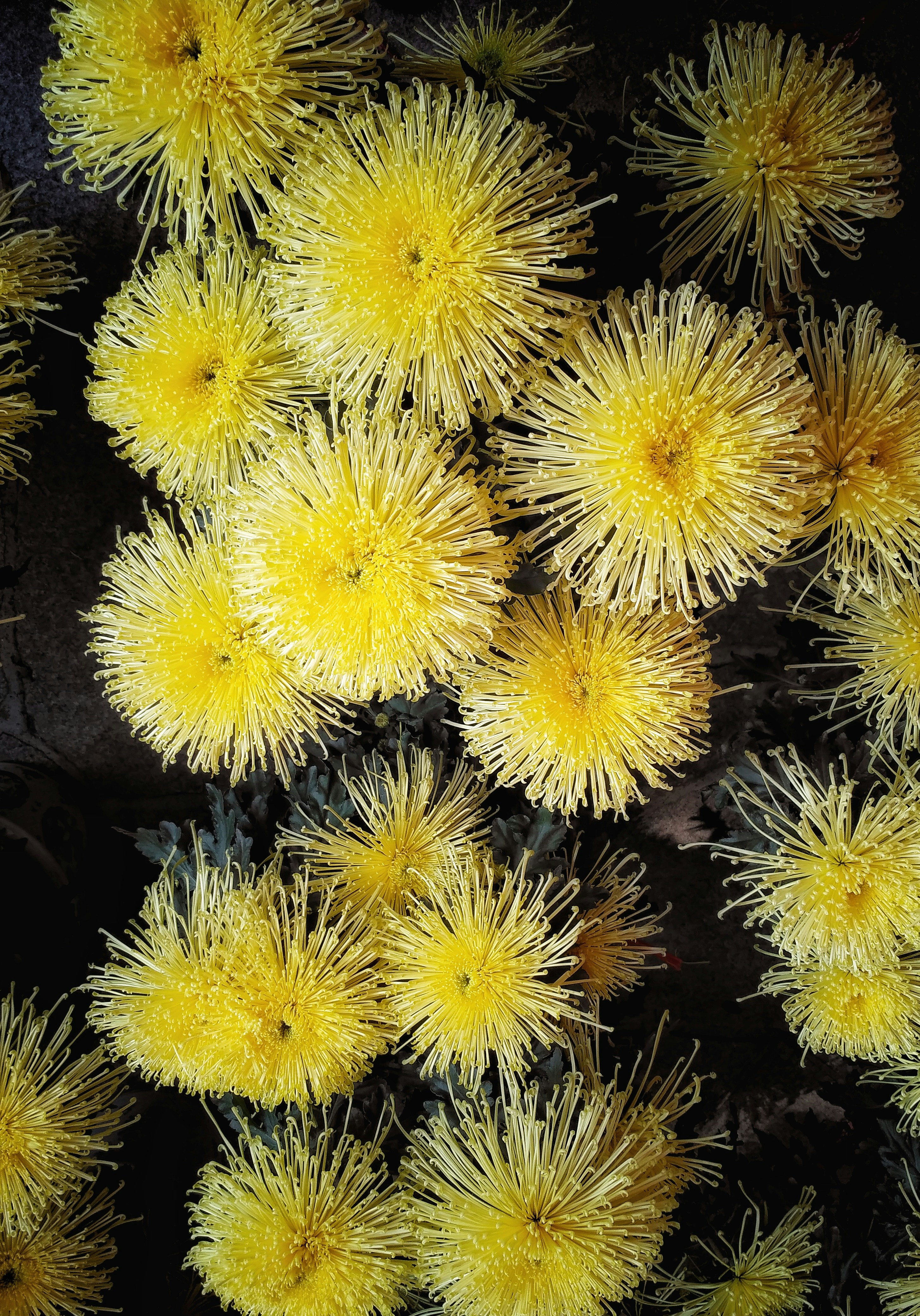 Free Unsplash photo from li ming