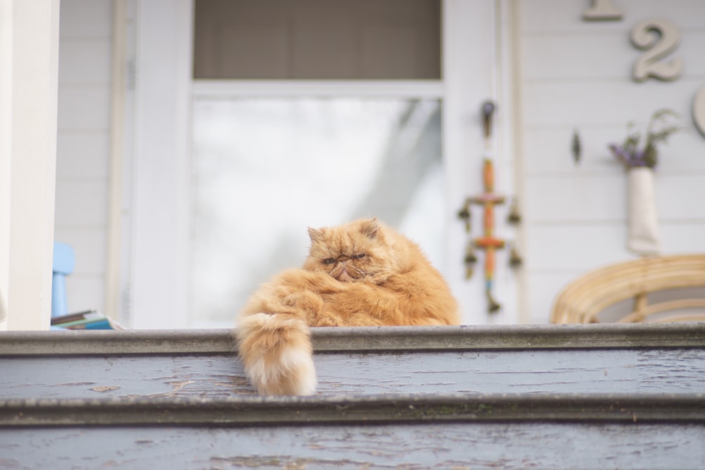 brown tabby cat sitting on gray wooden floor near white house at daytime