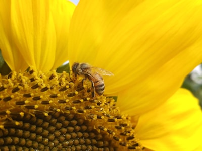 Close-up of a honeybee collecting nectar from a vibrant wildflower in a sunlit meadow.