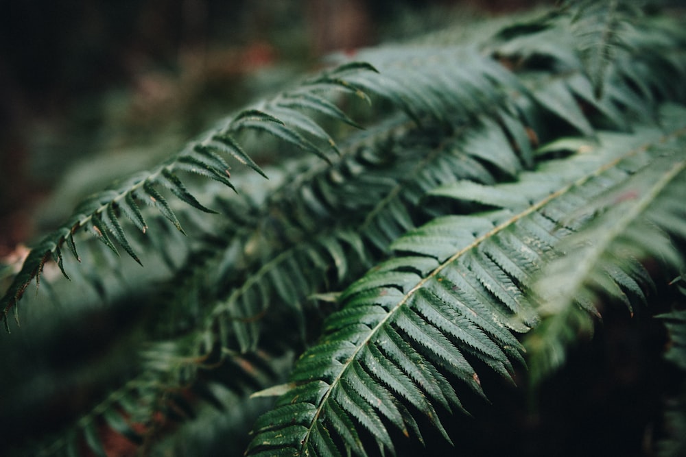 closeup photo of green fern plant