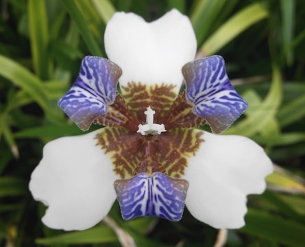 A close-up of a unique floral design.