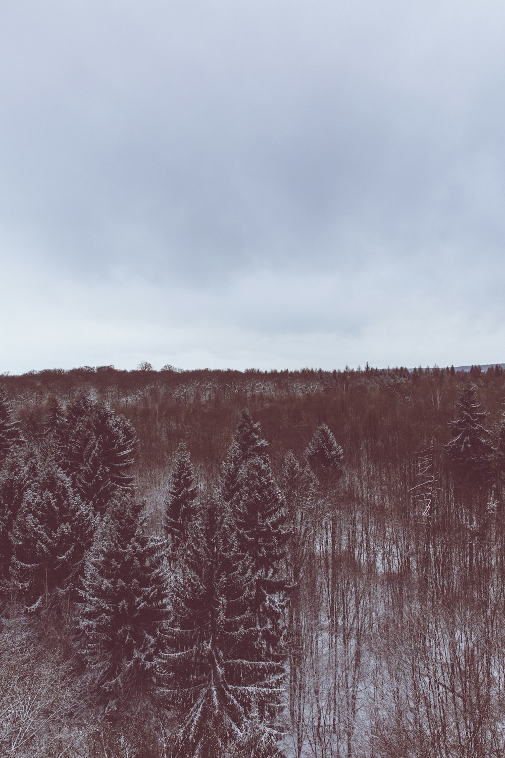 A red-hued shot of an evergreen forest under snow