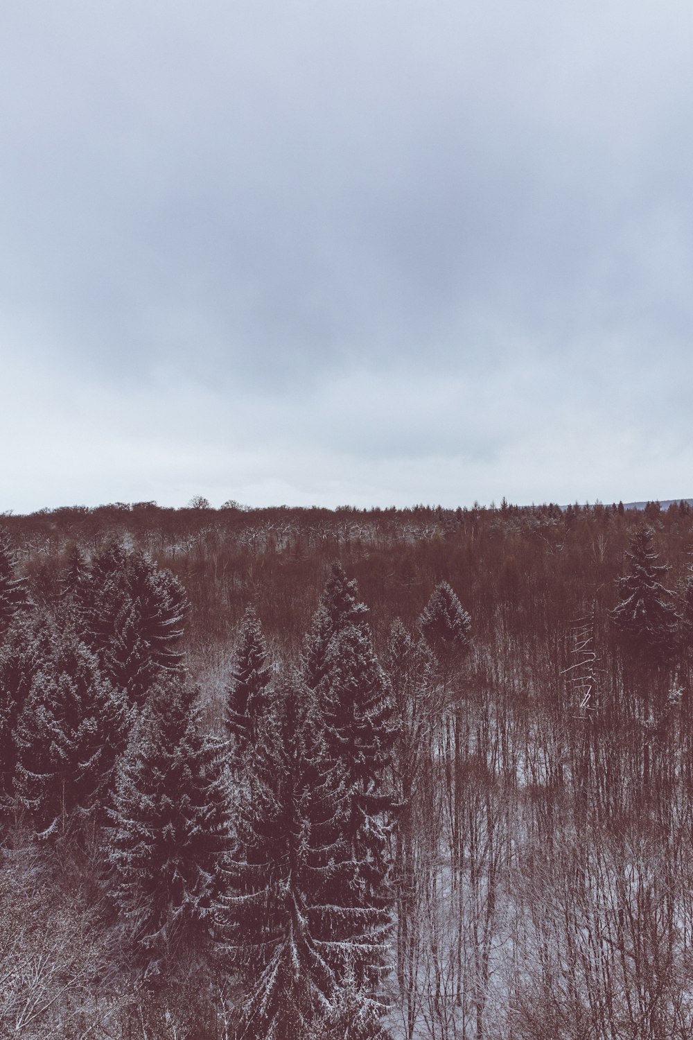 Uma foto em tons vermelhos de uma floresta perene sob a neve