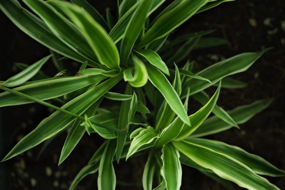 green snake plant