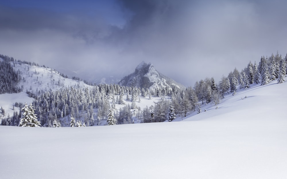 snowy hill and trees at daytime