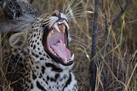 cheetah opening his mouth in Okavango Delta Botswana