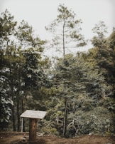 A speaker presenting on advanced silviculture techniques.