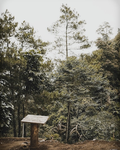 A lush forest scene with a variety of tall trees and dense foliage. In the foreground, a simple wooden lectern or stand is positioned on the forest floor, which is covered in leaves and small plants.