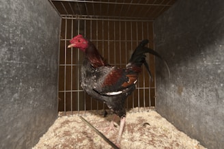 A rooster with striking red and black feathers stands inside a metallic cage. The floor is covered in wood shavings, and the cage bars create a pattern of vertical lines in the background.