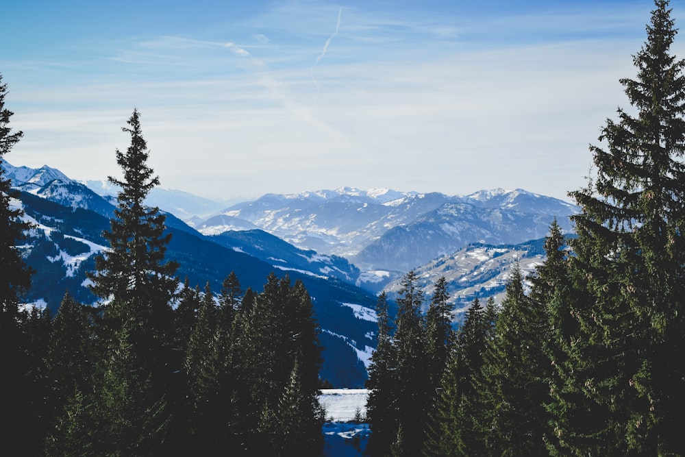 green pine trees and blue mountains under blue sky