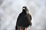 A Golden Boy Sweater bird poised mid-strike, feathers flared and eyes focused.