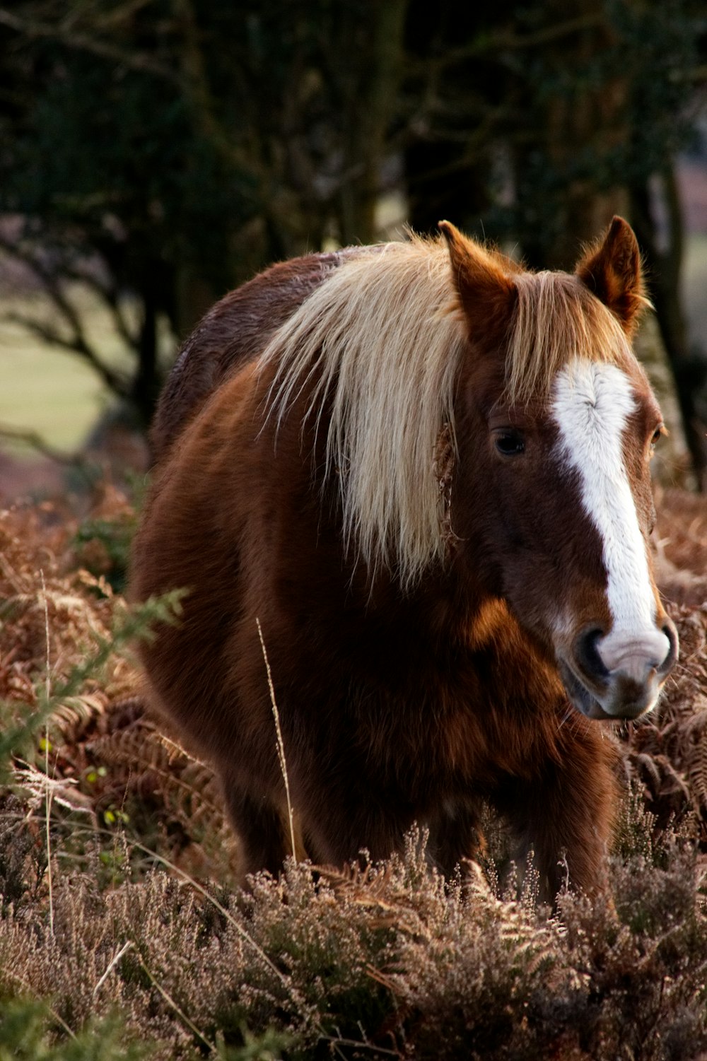 brown and white horse walking outdoor during daytime