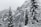 snow-covered tall trees at daytime