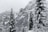 snow-covered tall trees at daytime