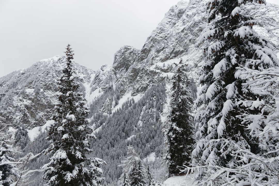 Tropical and subtropical coniferous forests photo spot Merano Carezza