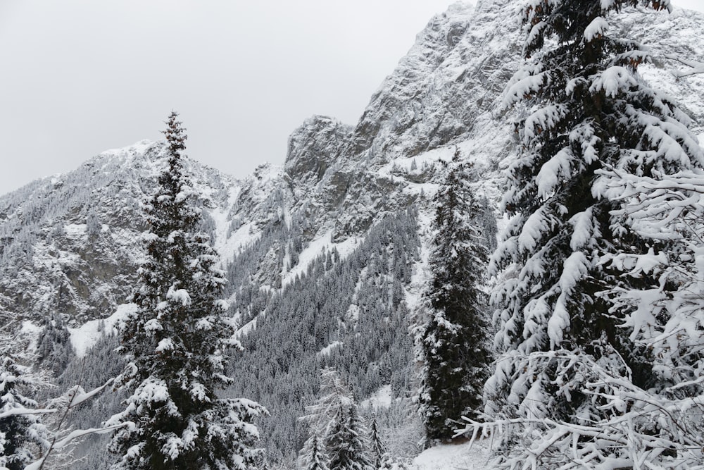 snow-covered tall trees at daytime