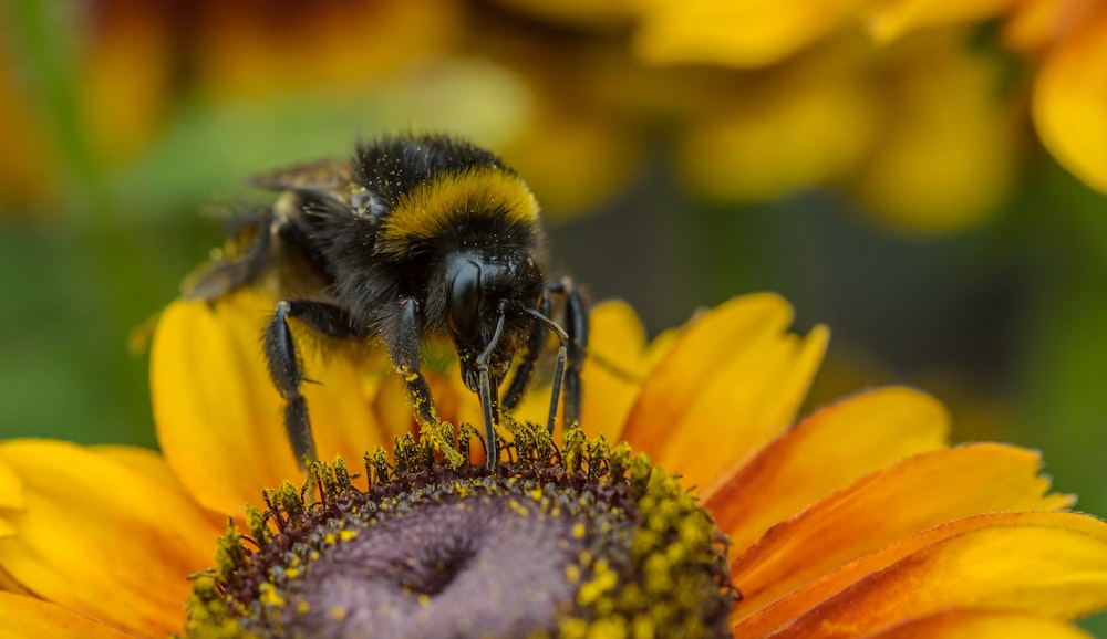 Foto de enfoque de abeja en girasol