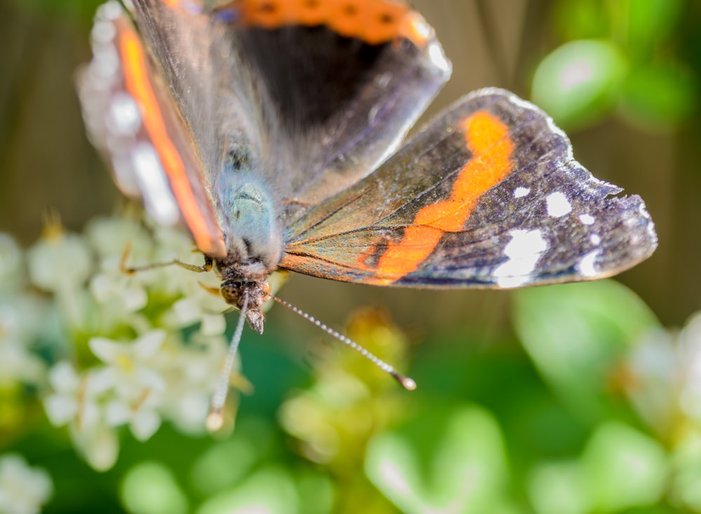 Blurred shot of a butterfly in a garden.