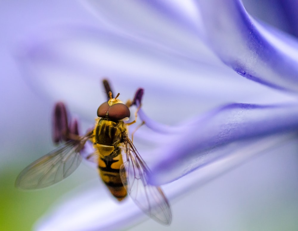 Micro fotografía de mosca marrón y negra en flor de pétalos púrpuras