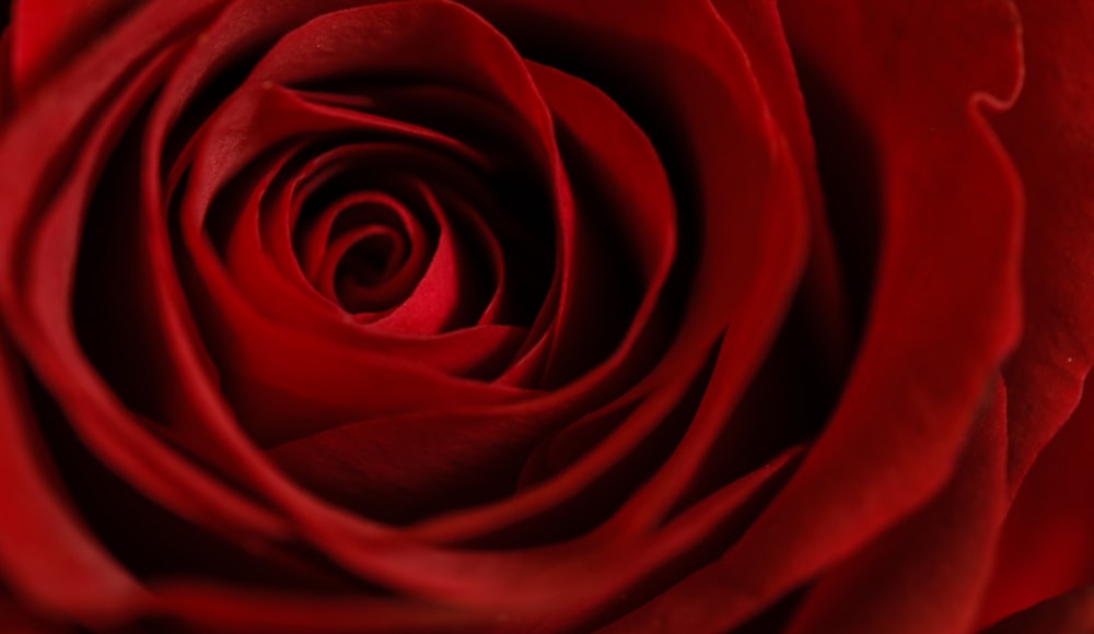 Uma foto macro do topo de uma rosa.