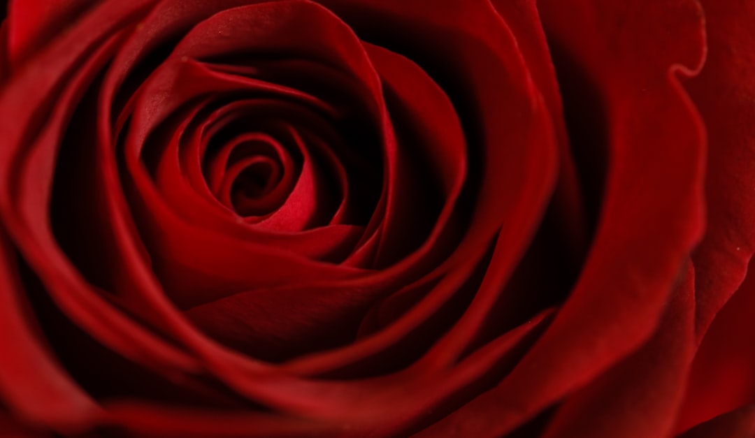 A macro shot of the top of a rose.