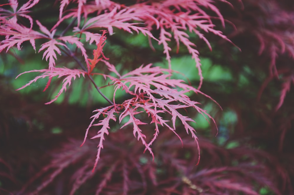 arbres à feuilles rouges