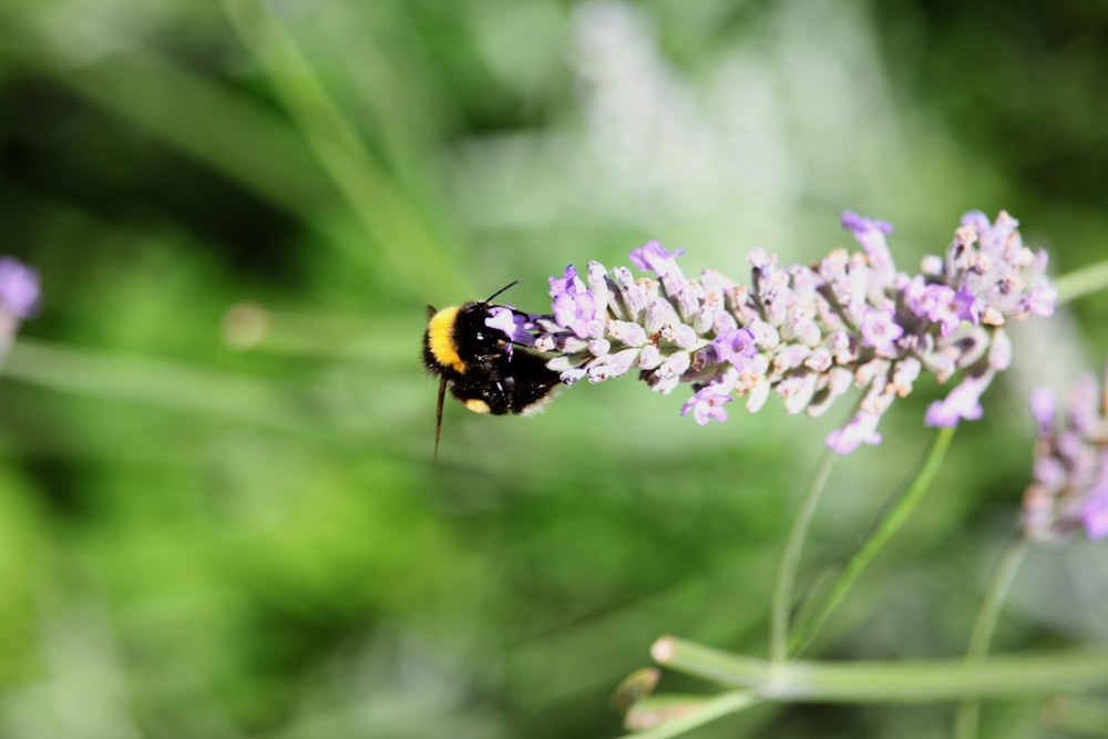 Fotografía de enfoque selectivo de abejorro en flor