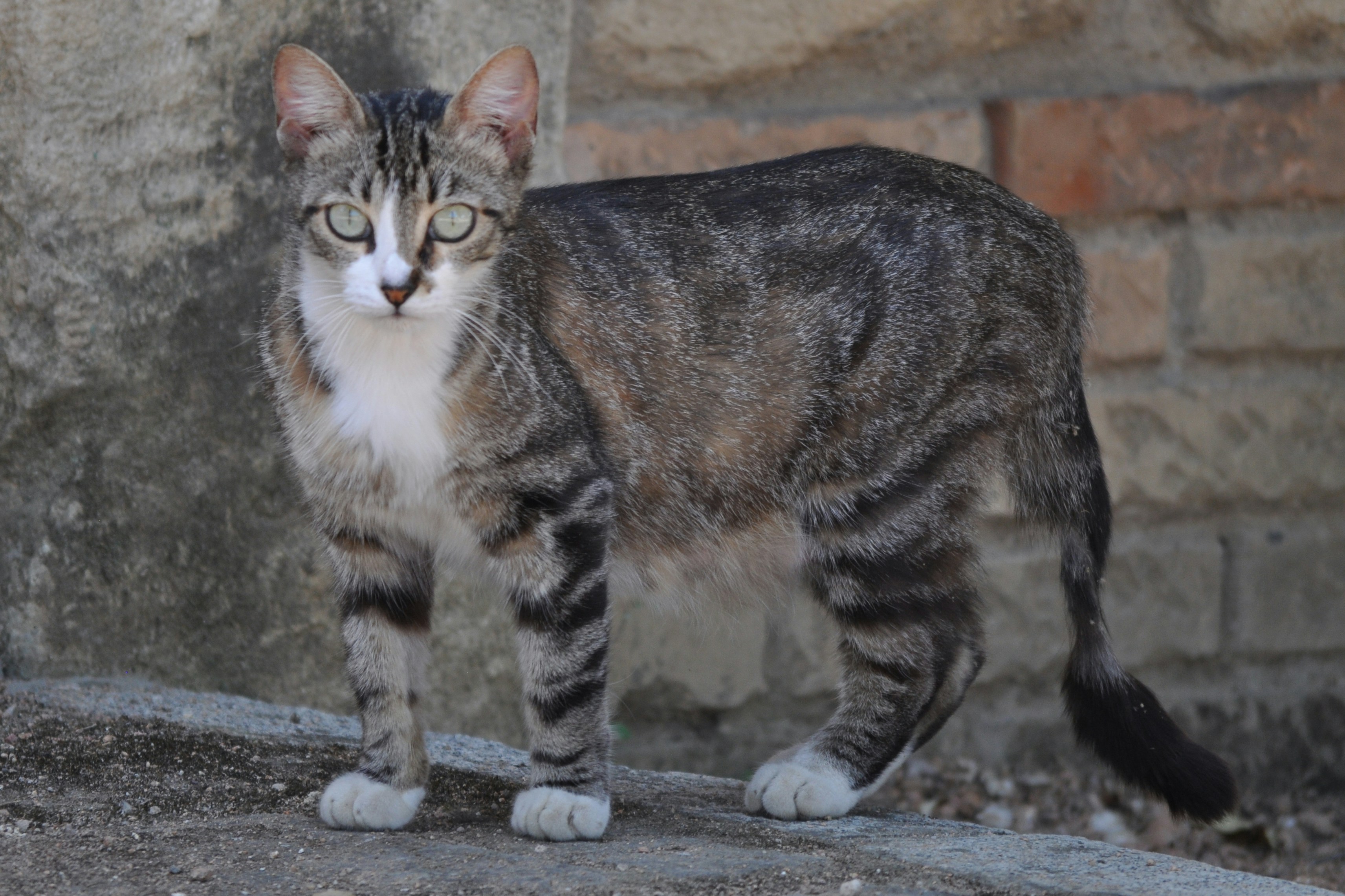 Free Unsplash photo from Ismael Morals