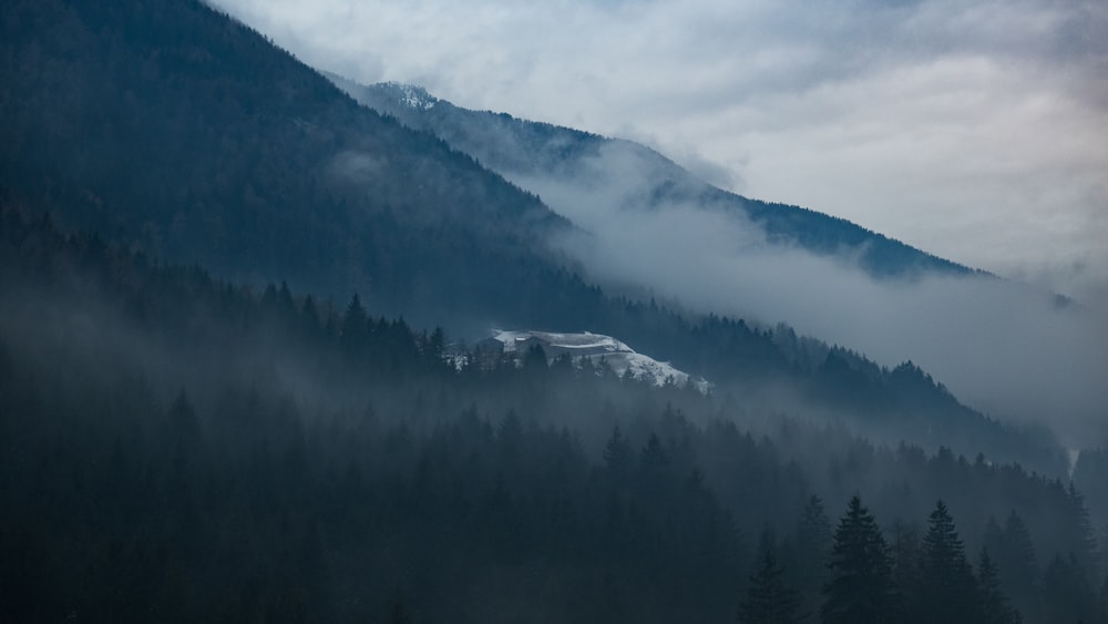 Bäume an der Seite des Berges, die tagsüber mit Nebel bedeckt sind