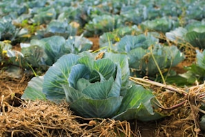 bok choy at daytime