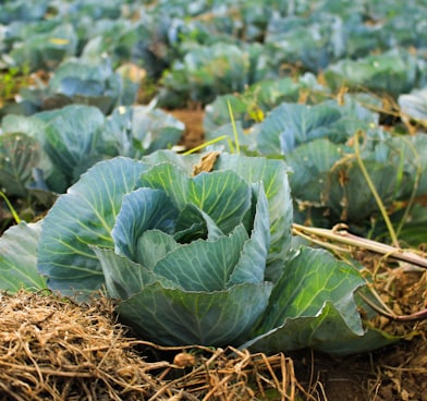 bok choy at daytime