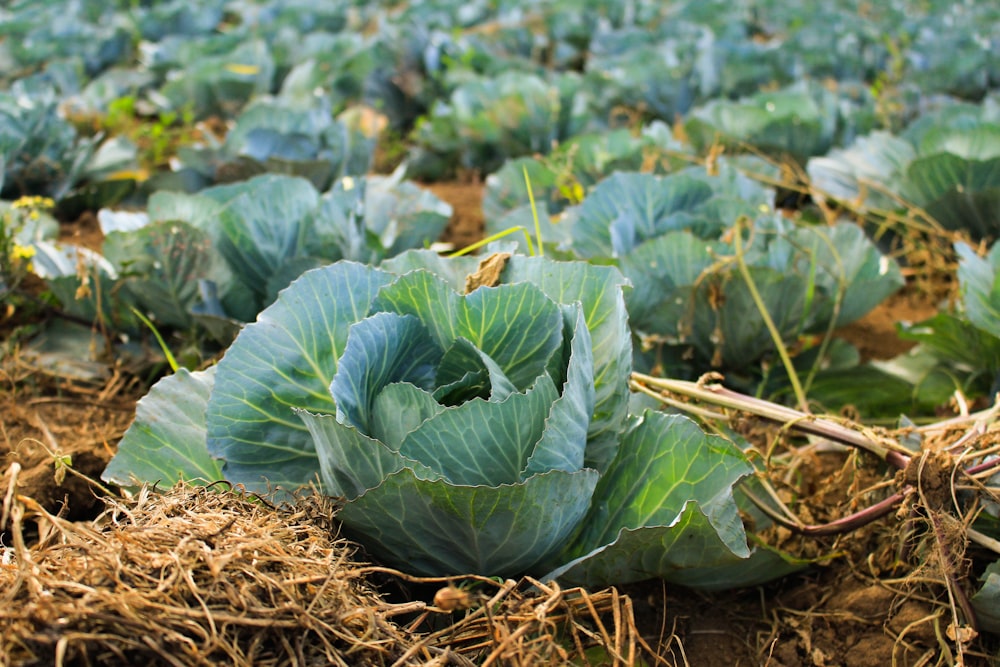 Pak Choi tagsüber