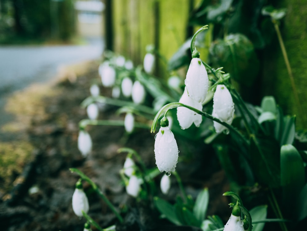 selective focus photography of white petaled flowers beside fence