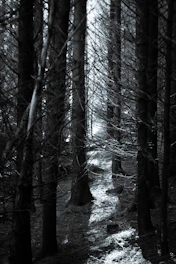 A shadowy forest path illuminated by a flickering lantern in Nocturna's eerie world.