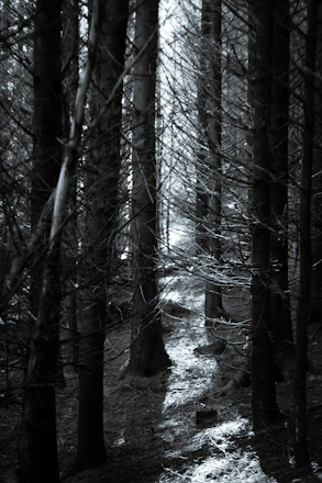 A shadowy forest path illuminated by a flickering lantern in Nocturna's eerie world.