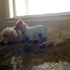 A small dog wearing blue and white pajamas stands on a tiled floor next to a larger, fluffy dog lying down. The scene is lit by natural light coming through a window in the background.