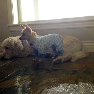 A small dog wearing blue and white pajamas stands on a tiled floor next to a larger, fluffy dog lying down. The scene is lit by natural light coming through a window in the background.