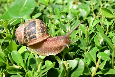 A snail with a brown, textured shell and a moist, glistening body is moving across fresh green foliage.