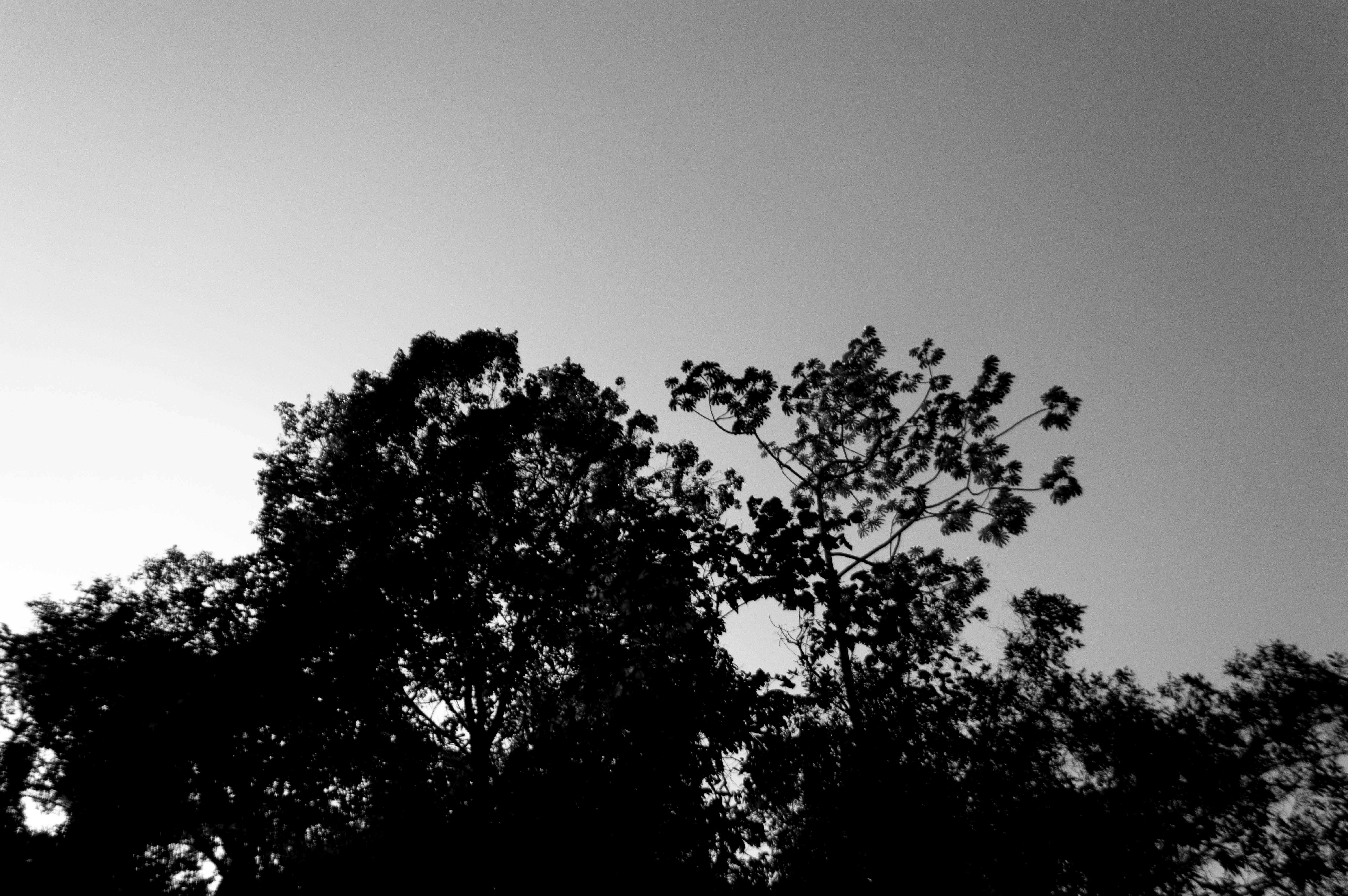 Free Unsplash photo from David Cortes