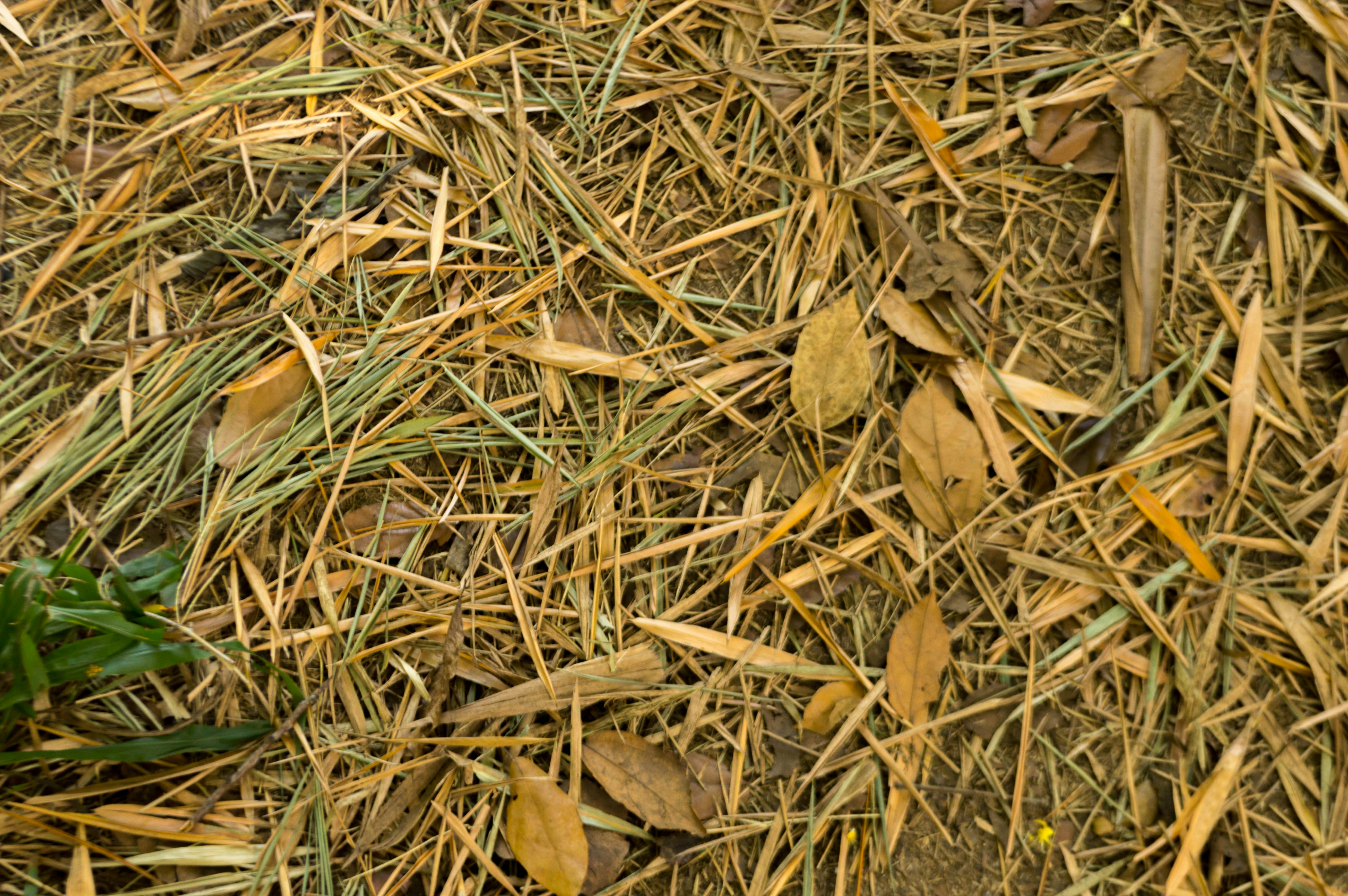 Free Unsplash photo from David Cortes