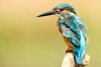 blue and brown bird on brown tree trunk